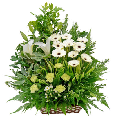 funeral flower basket featuring white gerbera, white casablanca lily, green carnation and lush greenery arranged in a woven basket.