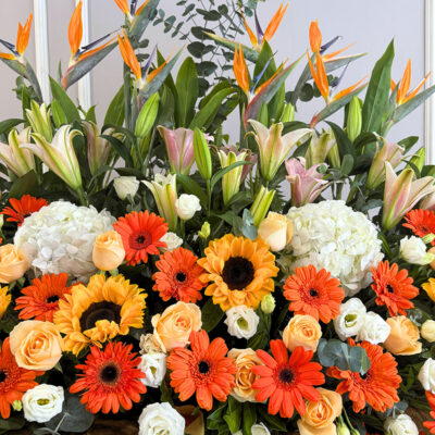 a vibrant congratulations wooden flower stand with orange gerbera, champagne colour rose, white eustoma and tropical bird of paradise in a tall arrangement.