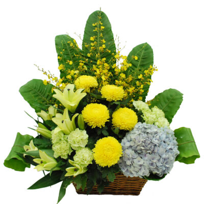 sympathy flower basket with yellow chrysanthemum, conca d'or lily, green carnation and light blue hydrangea arranged in a basket
